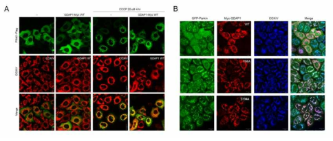 A: GDAP1이 PINK1의 미토콘드리아 translocation 관찰 B: CCCP처리 후 Parkin localization