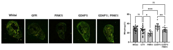 mitokeima발현 초파리에 GDAP1 knockdown시 mitophagy 관찰