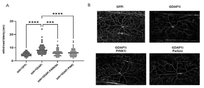GDAP1 결손 초파리모델에서 A: larvae Heat probe 관찰 B: sensory neurons dendrite morphology