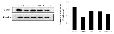 Scopolamine 인지장애 유도 마우스 뇌조직에서 흰점박이꽃무지 추출물 처리에 대한 BDNF 단백질 발현
