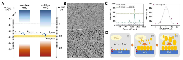 (A) MoS2 semiconductor 특성과 (B) hot-spot을 지닌 SERS 기판과 AuNP 합성 조건에 따른 SERS 효과 비교. (D) 2D dichalcogenide monolayer에 hot-spot을 지닌 SERS 기판이 제작되는 과정