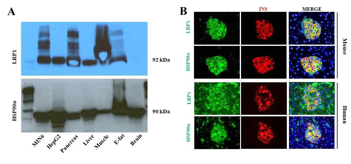 다양한 조직에서 LRP1 및 HSP90a의 발현. (A) LRP1은 췌장, 간 근육, 지방조직에서 발현되고, HSP90a는 췌장, 간, 근육, 지방 및 뇌 조직에서 발현이 관찰됨. 베타세포주 및 간세포주에서도 LRP1과 HSP90a의 강한 발현이 관찰됨. (B) 생쥐와 인체의 췌장 조직 내 베타세포에서 LRP1과 HSP90a의 발현