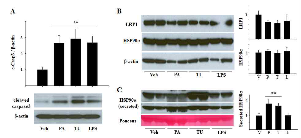 세포 독성에 의한 LRP1, HSP90a의 변화 관찰. 세포의 독성을 유도하기 위해 PA, TU, LPS를 각각 처리한 세포모델을 제작 후, 세포 내 LRP1, HSP90a의 발현 및 분비된 HSP90a를 정량함. (A) LRP1독성 효과는 cleaved-Caspase3로 확인하였고, (B) 독성에 의한 세포 내 LRP1 및 HSP90a의 발현에 변화는 없었으나, (C) PA 및 TU가 처리된 세포 모델에서 HSP90a의 분비가 현저히 증가함