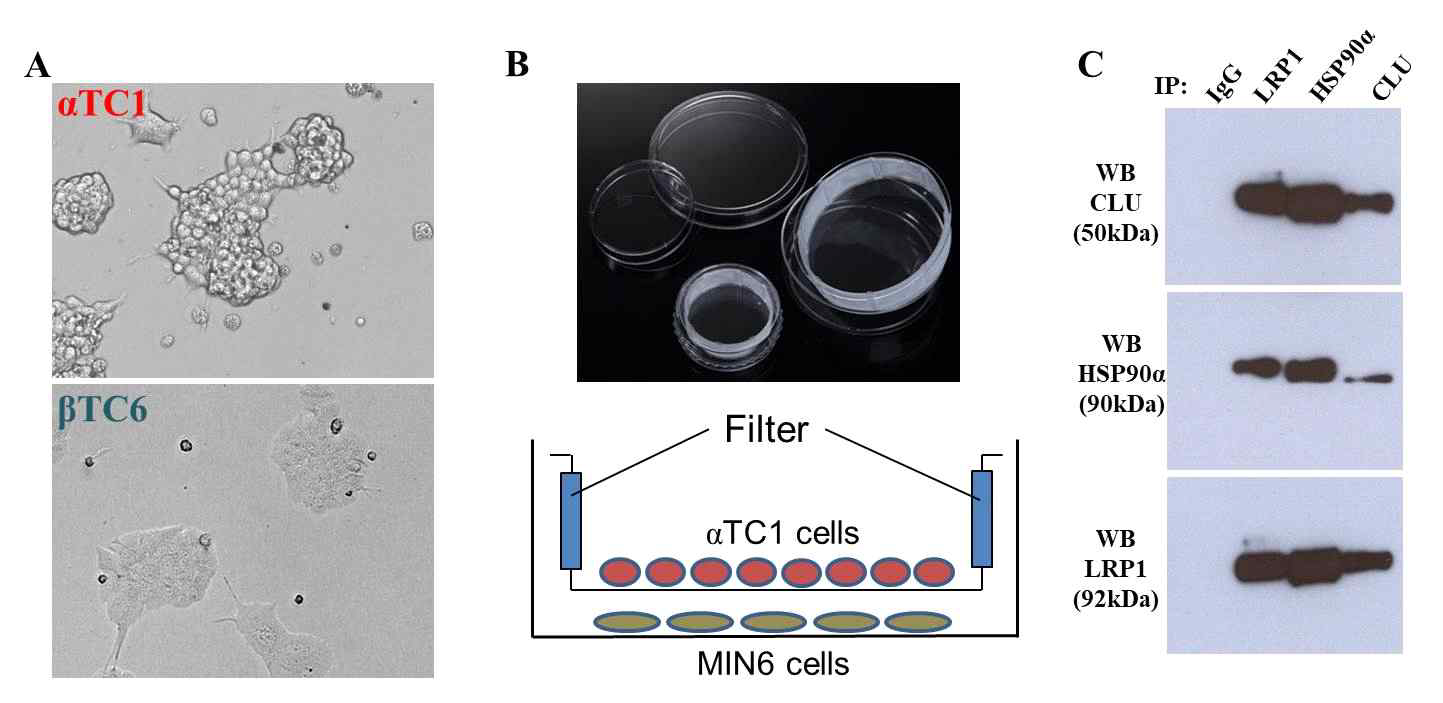 알파세포와 베타세포의 공동배양 모델에서 Clusterin, LPR1, HSP90a의 결합 분석. (A)알파세포주와 베타세포주의 형태. (B) 공동배양용 플레이트 및 모식도. (C) 공동배양 후 베타세포주 유래 단백질을 이용한 Clusterin, LRP1, HSP90a의 결합 여부 분석