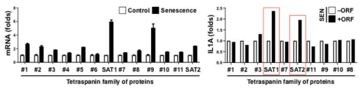 A focused-screen reveals senescence-associated tetraspanins