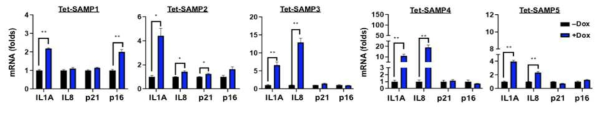 Effects of SAMP expression on the senescence regulatory network