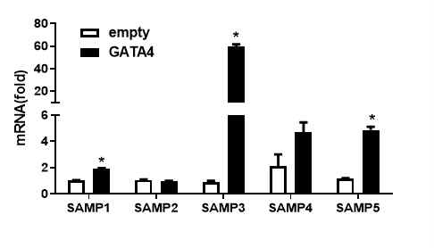 GATA4 regulates SAMP1/3/5