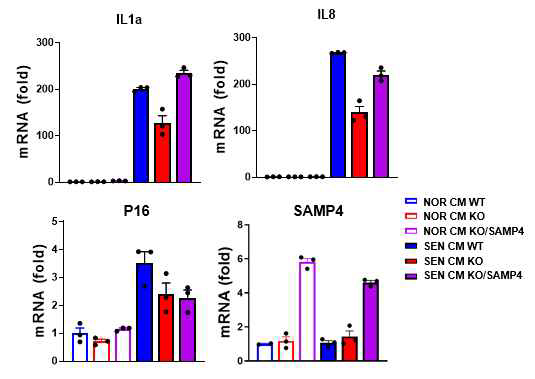 SAMP4 mediates paracrine senescence