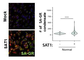 Overexpression of SAT1 increases SA-GR condensates