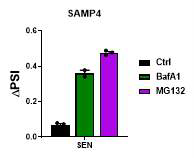 UPS and autophagy regulate SAMP4