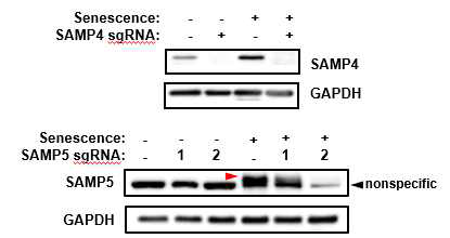 Validation of SAMP4 and SAMP5 antibodies