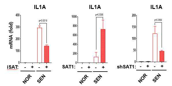 The SAT1-SA-GR axis modulate growth signaling and SASP during senescence