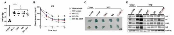 iSAT1 reduces senescence and its associated metabolic syndrome in mice