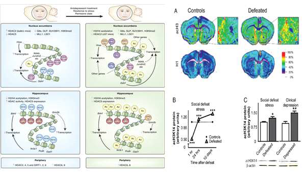 우울증 질환 뇌에서의 히스톤 단백질 변화 및 chronic social defeat stress 마우스의 뇌 및 우울증 환자에서 히스톤 아세틸화 (AcH3),증가