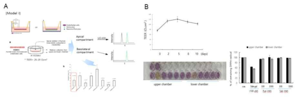 In vitro transfer assay system (colorimetric system) 모델 및 선정 소재의 transfer 확인