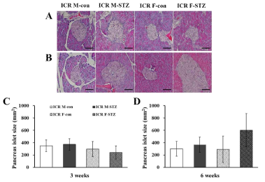 비근교계 마우스의 췌장 조직 병리학 분석 및 췌도 세포 크기 변화