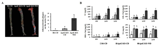 ApoE 마우스의 동맥경화반 면적 및 지질 수치 변화