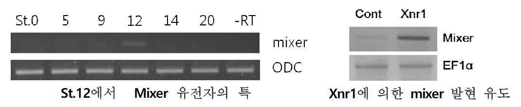 mixer 유전자의 발생 단계별 발현 및 xnr1에 의한 mixer 발현 유도