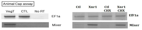 VegT, Xnr1 유전자에 의한 mixer 유전자의 발현