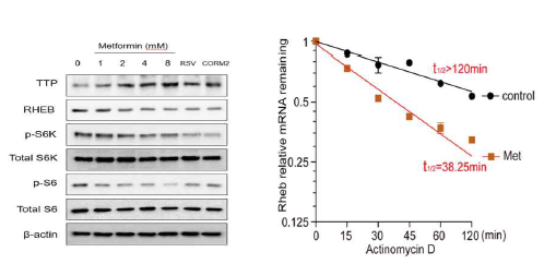 Metformin에 의한 mTORC1 관련 단백질 발현 변화와 Rheb mRNA stability 감소의 효과