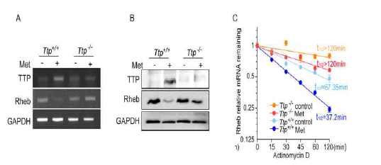 TTP를 통한 metformin의 Rheb 분해 효과