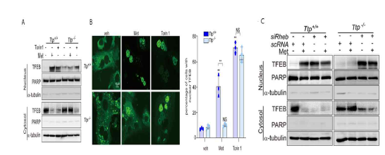 TTP-Rheb를 통한 metformin의 TFEB 활성 효과