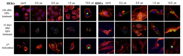 Microplastics (MPs) uptake in HEKa and HDFa. After exposure to microplastics at 10 ppm for 24 hours, excess plastic was removed. Cells were observed after 24 hours, 10 days, and the second subculture after microplastic treatment. Subculture was done once every 5 days. No more microplastic added. Red: actin, Blue: nuclei, Green : Microplastics