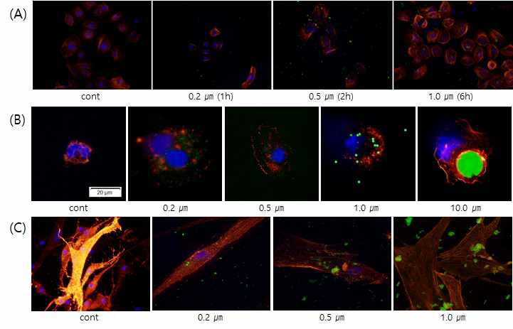 Uptake of microplastics by skin cells. (A) HEKa images at exposure time starting to enter cells by 1ppm microplastics. (B) THP-1 macrophage images at exposure for 6h by 1ppm microplastics. (C) HFDa images at exposure for 24h by 1ppm microplastics. Green: microplastics (FITC), Red: actin (Phallo-TRITC), Blue: nucleus (DAPI)