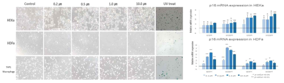 Effects of microplastics treatment on SA β-Gal and p16 mRNA expression after 24 hours of microplastics treatment in skin cells. Expression of p16 mRNA was significantly increased, but expression of SA b-gal was not induced. (* p < 0.05, **p < 0.01)