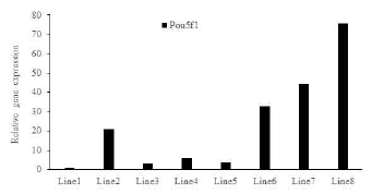 Expression of pluripotency markers in iPSC lines from Hanwoo