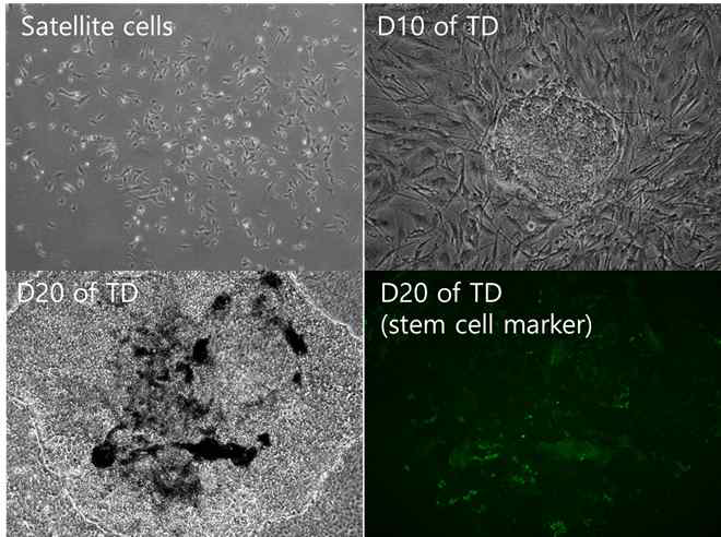 Generation of induced pluripotent stem cell from Hanwoo satellite cells