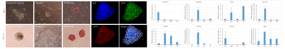 Generation of ESCs and EpiSCs from bovine blastocyst and their gene expression related to pluripotency, implantation and survival