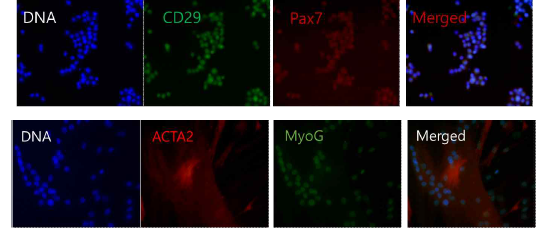 한우 줄기세포를 이용한 근육줄기세포 분화