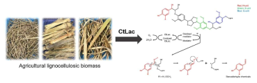 CtLac의 농업부산물 바이오매스로부터 Benzaldehyde 화합물 획득 메커니즘