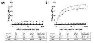 CtLac wild-type, V243D, V243M의 2,6-DMP 산화에 대한 Michaelis-Menten kinetics 그래프와 kenetic parameters. WT (-l-), V243D (-▲-), V243M (-■-). 효소 반응 조건은 (A) 25℃, pH 8.0, (B) 70℃, pH 8.0임