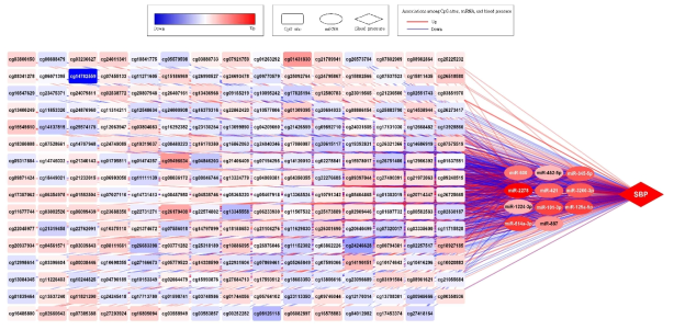 Functional networking among CpG island methylation sites, miRNAs, and systolic blood pressure (SBP)