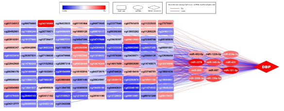 Functional networking among CpG island methylation sites, miRNAs, and diastolic blood pressure (DBP)