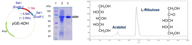 (A) ADH 유전자의 pGE 발현 벡터 클로닝, 발현 및 정제, (B) 발현 및 정제한 Neurospora crassa 유래 ADH를 사용한 arabitol의 L-ribulose로의 전환. HPLC를 통하여 반응 시간이 경과함에 따라 arabitol이 L-ribulose로 전환됨을 확인함