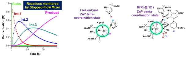 (A) Stopped-flow spectrophotometer를 이용한 ADH 반응 중간체의 분리 및 기작 규명. (B) Free ADH 효소의 Zn coordination state. (C) Stopped-flow freeze quench를 사용하여 반응 12초에 분리한 중간체의 Zn coordination state. 연속적인 proton transfer 과정으로 반응이 진행됨을 stopped-flow freezq quench, EPR과 QM 계산을 통해 증명하였음