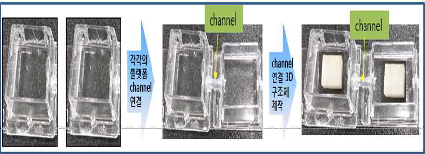 2개의 세포를 동시 배양할 수 있는 PDMS 기반 챔버 구축