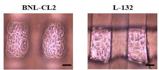 세포칩에서 배양한 정상세포(BNL-CL2, L-132) 의 현미경 결과