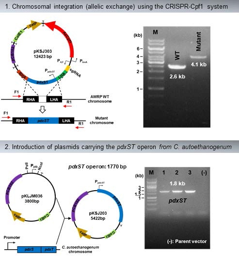 CRISPR/Cas12 시스템 활용 pdxST 유전자 knock-in 플라스미드 제작(위) 및 Episomal plasmid 기반 발현 벡터 제작(아래)