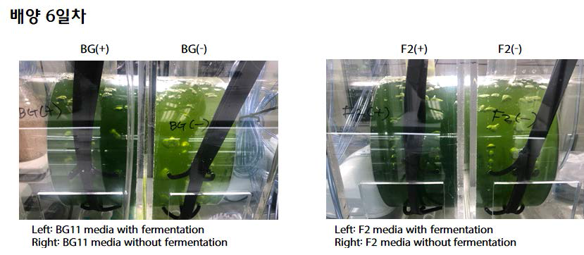 미세조류 배양액 내로 이산화탄소 주입유무에 따른 배양 6일차 성장 사진