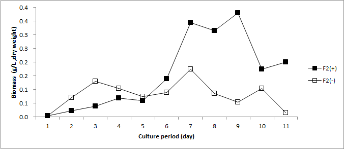 Dunaniella 성장곡선. F2: F2배지에서 배양한 Dunaniella, (+): 발효를 통한 CO2 공급 실험군, (-): 발효를 통한 CO2 공급 없는 실험군