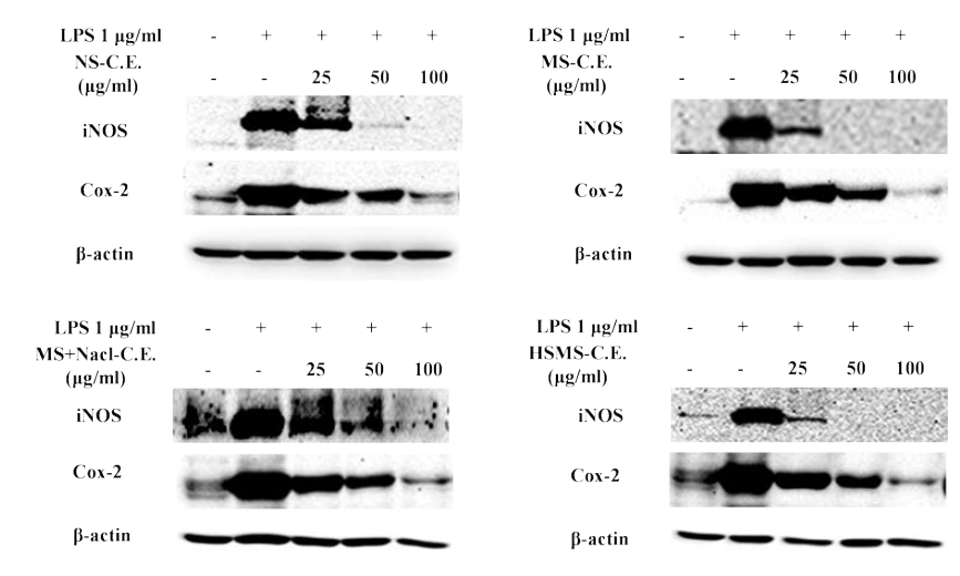 Dunaliella salina Carotenoid 추출물의 RAW264.7세포에서 iNOS, COX-2 단백질 발현