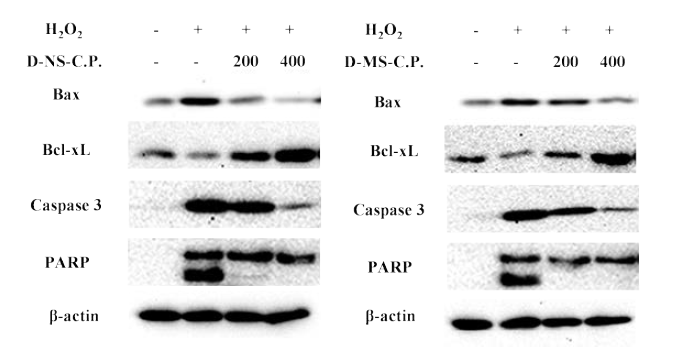 Dunaliella salina 다당류의 Vero cells에서 Apoptosis 기전