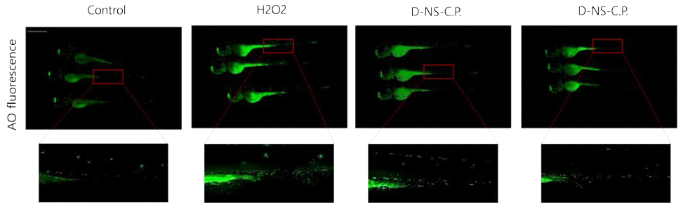 Dunaliella salina 다당류의 Zebrafish에서 세포사멸