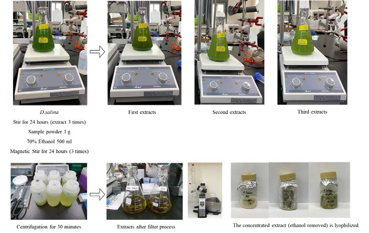 D. salina 주정추출물 확보 과정