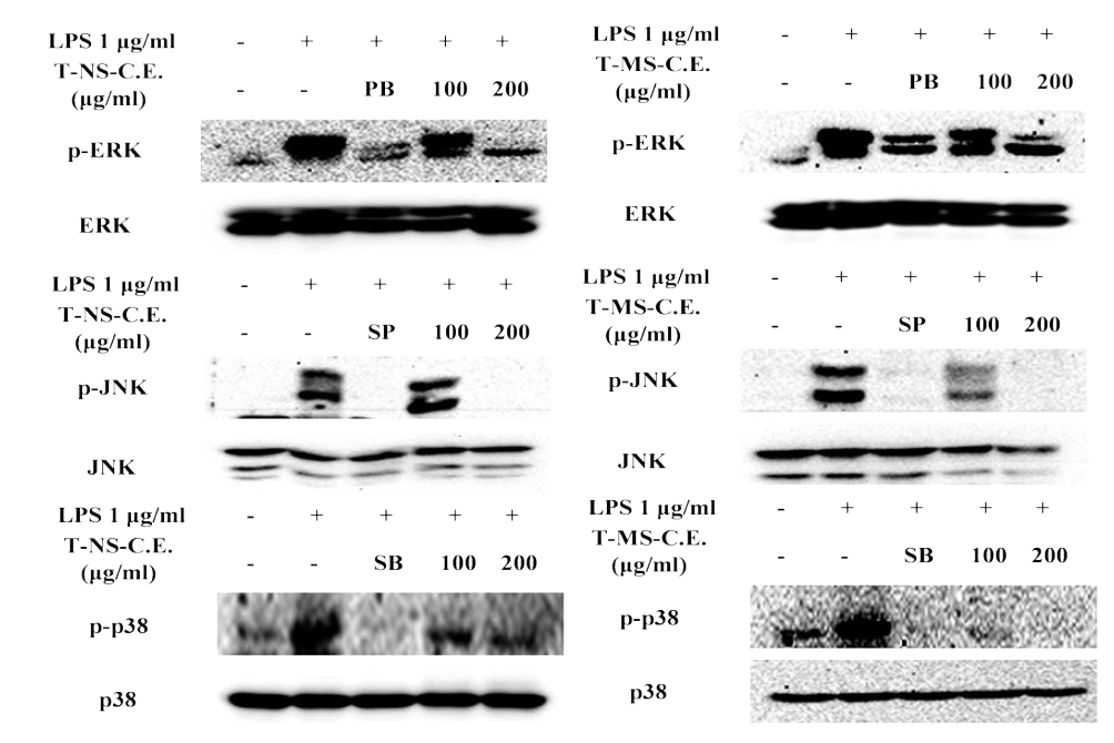 Tetraselmis sp. Carotenoid 추출물의 RAW264.7세포에서 MAPKs 단백질 발현