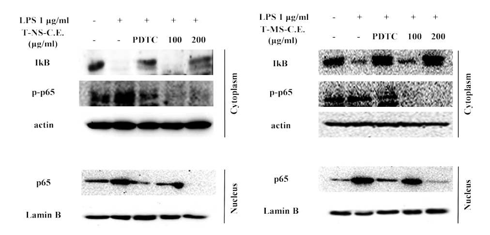 Tetraselmis sp. Carotenoid 추출물의 RAW264.7세포에서 NF-kB 단백질 발현